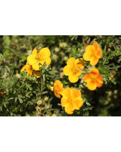 Перстач чагарниковий / Лапчатка кущова Хоплейс Оранж | Potentilla fruticosa Hopleys Orange | Лапчатка кустарниковая Хоплейс Оранж