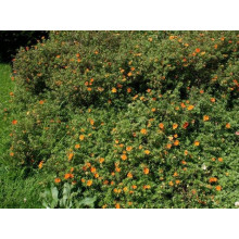 Перстач чагарниковий / Лапчатка кущова Хоплейс Оранж | Potentilla fruticosa Hopleys Orange | Лапчатка кустарниковая Хоплейс Оранж