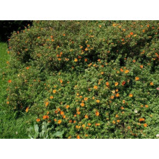 Перстач чагарниковий / Лапчатка кущова Хоплейс Оранж | Potentilla fruticosa Hopleys Orange | Лапчатка кустарниковая Хоплейс Оранж