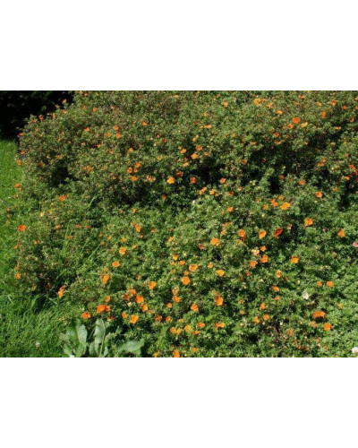 Перстач чагарниковий / Лапчатка кущова Хоплейс Оранж | Potentilla fruticosa Hopleys Orange | Лапчатка кустарниковая Хоплейс Оранж