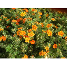 Перстач чагарниковий / Лапчатка кущова Хоплейс Оранж | Potentilla fruticosa Hopleys Orange | Лапчатка кустарниковая Хоплейс Оранж