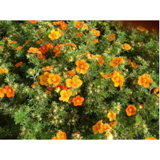 Перстач чагарниковий / Лапчатка кущова Хоплейс Оранж | Potentilla fruticosa Hopleys Orange | Лапчатка кустарниковая Хоплейс Оранж