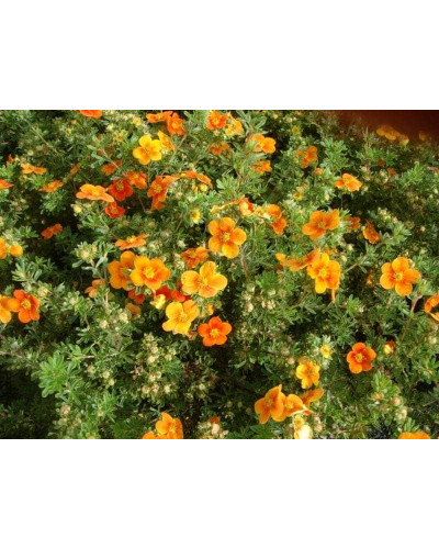 Перстач чагарниковий / Лапчатка кущова Хоплейс Оранж | Potentilla fruticosa Hopleys Orange | Лапчатка кустарниковая Хоплейс Оранж