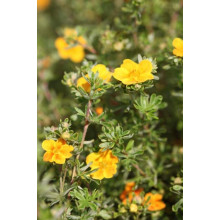 Перстач чагарниковий / Лапчатка кущова Хоплейс Оранж | Potentilla fruticosa Hopleys Orange | Лапчатка кустарниковая Хоплейс Оранж
