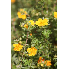 Перстач чагарниковий / Лапчатка кущова Хоплейс Оранж | Potentilla fruticosa Hopleys Orange | Лапчатка кустарниковая Хоплейс Оранж