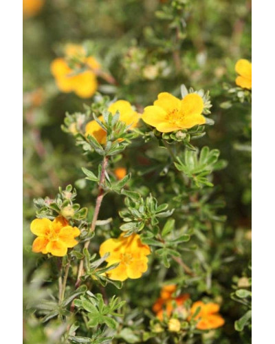 Перстач чагарниковий / Лапчатка кущова Хоплейс Оранж | Potentilla fruticosa Hopleys Orange | Лапчатка кустарниковая Хоплейс Оранж