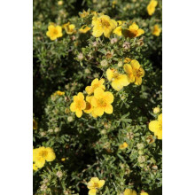 Перстач чагарниковий / Лапчатка кущова Хоплейс Оранж | Potentilla fruticosa Hopleys Orange | Лапчатка кустарниковая Хоплейс Оранж