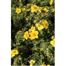Перстач чагарниковий / Лапчатка кущова Хоплейс Оранж | Potentilla fruticosa Hopleys Orange | Лапчатка кустарниковая Хоплейс Оранж