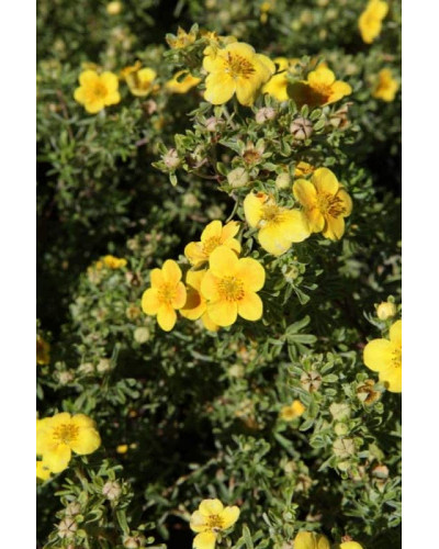 Перстач чагарниковий / Лапчатка кущова Хоплейс Оранж | Potentilla fruticosa Hopleys Orange | Лапчатка кустарниковая Хоплейс Оранж