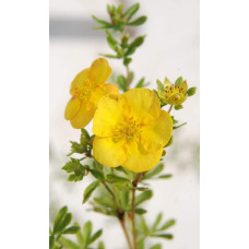 Перстач чагарниковий / Лапчатка кущова Хоплейс Оранж | Potentilla fruticosa Hopleys Orange | Лапчатка кустарниковая Хоплейс Оранж