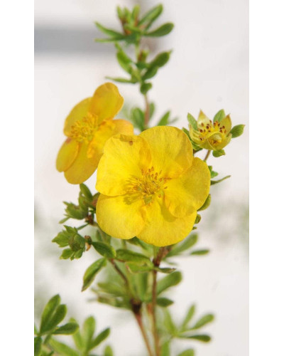 Перстач чагарниковий / Лапчатка кущова Хоплейс Оранж | Potentilla fruticosa Hopleys Orange | Лапчатка кустарниковая Хоплейс Оранж