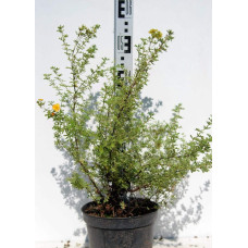 Перстач чагарниковий / Лапчатка кущова Хоплейс Оранж | Potentilla fruticosa Hopleys Orange | Лапчатка кустарниковая Хоплейс Оранж