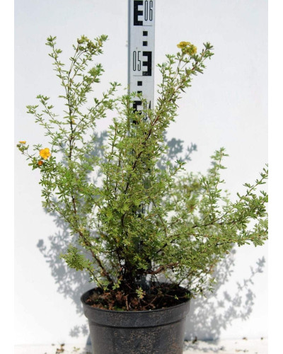 Перстач чагарниковий / Лапчатка кущова Хоплейс Оранж | Potentilla fruticosa Hopleys Orange | Лапчатка кустарниковая Хоплейс Оранж