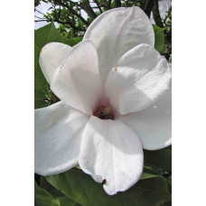 Магнолія Суланжа Спеціоза | Magnolia soulangeana Speciosa | Магнолия Суланжа Специоза