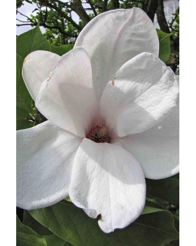 Магнолія Суланжа Спеціоза | Magnolia soulangeana Speciosa | Магнолия Суланжа Специоза