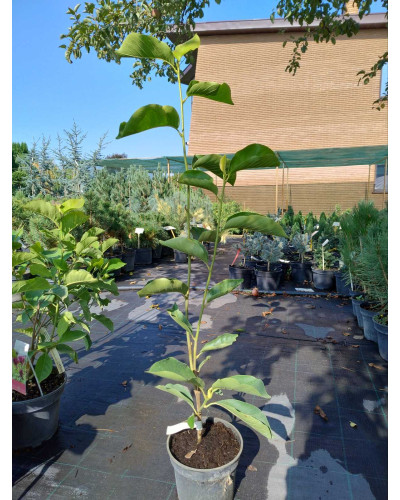 Магнолія Суланжа Спеціоза | Magnolia soulangeana Speciosa | Магнолия Суланжа Специоза