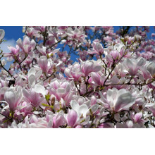 Магнолія Суланжа Спеціоза | Magnolia soulangeana Speciosa | Магнолия Суланжа Специоза