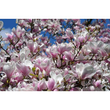 Магнолія Суланжа Спеціоза | Magnolia soulangeana Speciosa | Магнолия Суланжа Специоза