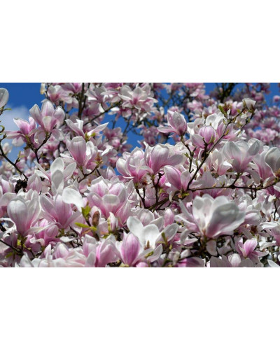 Магнолія Суланжа Спеціоза | Magnolia soulangeana Speciosa | Магнолия Суланжа Специоза