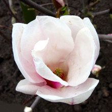 Магнолія Суланжа Спеціоза | Magnolia soulangeana Speciosa | Магнолия Суланжа Специоза
