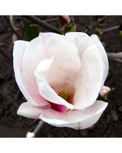 Магнолія Суланжа Спеціоза | Magnolia soulangeana Speciosa | Магнолия Суланжа Специоза