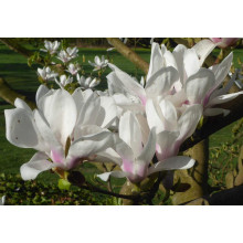 Магнолія Суланжа Спеціоза | Magnolia soulangeana Speciosa | Магнолия Суланжа Специоза
