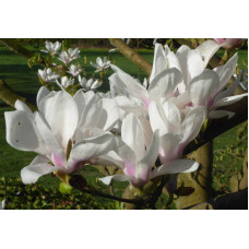 Магнолія Суланжа Спеціоза | Magnolia soulangeana Speciosa | Магнолия Суланжа Специоза