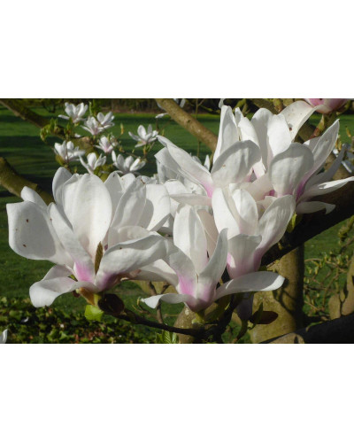 Магнолія Суланжа Спеціоза | Magnolia soulangeana Speciosa | Магнолия Суланжа Специоза