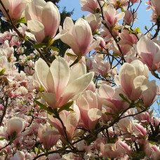 Магнолія Суланжа Спеціоза | Magnolia soulangeana Speciosa | Магнолия Суланжа Специоза