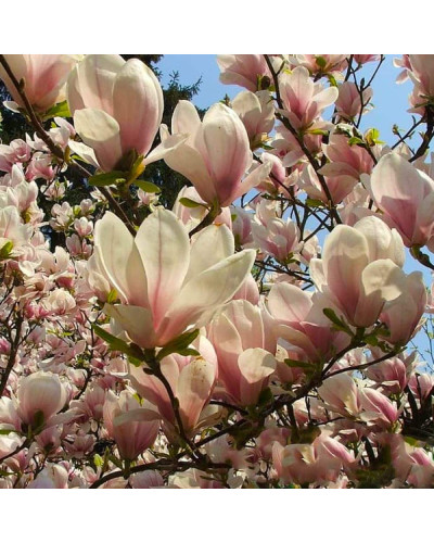 Магнолія Суланжа Спеціоза | Magnolia soulangeana Speciosa | Магнолия Суланжа Специоза