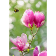 Магнолія Суланжа Ленней | Magnolia Soulangeana Lennei | Магнолия Суланжа Ленней