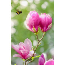 Магнолія Суланжа Ленней | Magnolia Soulangeana Lennei | Магнолия Суланжа Ленней
