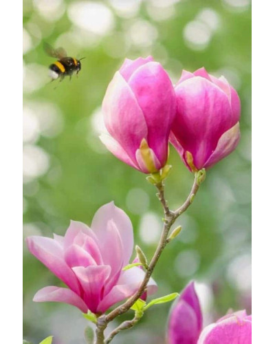 Магнолія Суланжа Ленней | Magnolia Soulangeana Lennei | Магнолия Суланжа Ленней