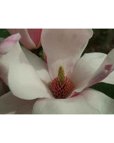 Магнолія Суланжа Ленней | Magnolia Soulangeana Lennei | Магнолия Суланжа Ленней