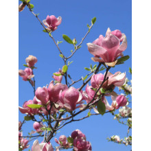 Магнолія Суланжа Ленней | Magnolia Soulangeana Lennei | Магнолия Суланжа Ленней