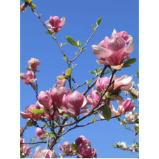 Магнолія Суланжа Ленней | Magnolia Soulangeana Lennei | Магнолия Суланжа Ленней