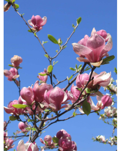 Магнолія Суланжа Ленней | Magnolia Soulangeana Lennei | Магнолия Суланжа Ленней