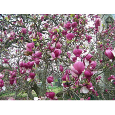Магнолія Суланжа Ленней | Magnolia Soulangeana Lennei | Магнолия Суланжа Ленней