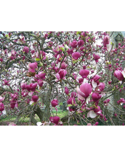 Магнолія Суланжа Ленней | Magnolia Soulangeana Lennei | Магнолия Суланжа Ленней