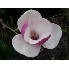 Магнолія Суланжа Ленней | Magnolia Soulangeana Lennei | Магнолия Суланжа Ленней