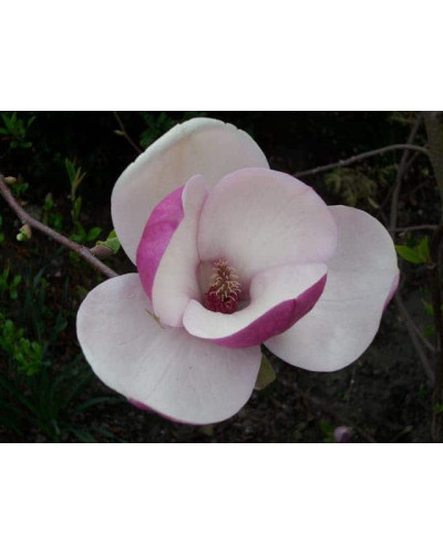 Магнолія Суланжа Ленней | Magnolia Soulangeana Lennei | Магнолия Суланжа Ленней
