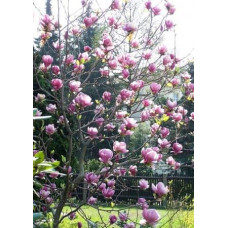 Магнолія Суланжа Ленней | Magnolia Soulangeana Lennei | Магнолия Суланжа Ленней