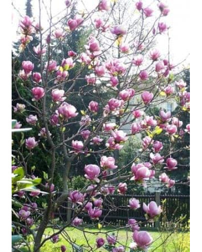 Магнолія Суланжа Ленней | Magnolia Soulangeana Lennei | Магнолия Суланжа Ленней