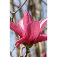 Магнолія Суланжа Галаксі | Magnolia Soulangeana Galaxy | Магнолия Суланжа Галакси