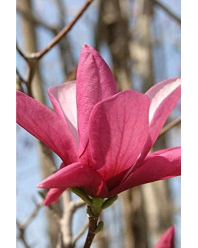 Магнолія Суланжа Галаксі | Magnolia Soulangeana Galaxy | Магнолия Суланжа Галакси