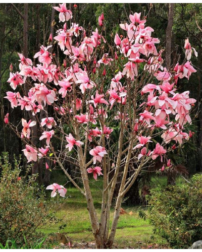 Магнолія Суланжа Галаксі | Magnolia Soulangeana Galaxy | Магнолия Суланжа Галакси