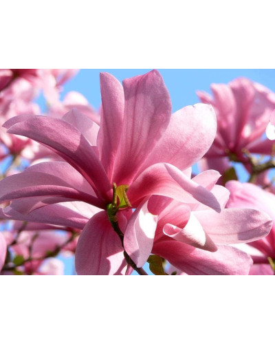 Магнолія Суланжа Галаксі | Magnolia Soulangeana Galaxy | Магнолия Суланжа Галакси