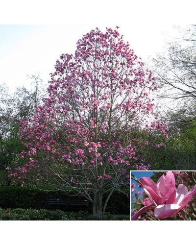 Магнолія Суланжа Галаксі | Magnolia Soulangeana Galaxy | Магнолия Суланжа Галакси