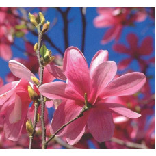 Магнолія Суланжа Галаксі | Magnolia Soulangeana Galaxy | Магнолия Суланжа Галакси