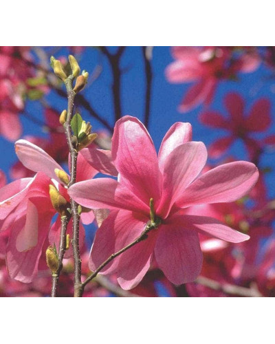 Магнолія Суланжа Галаксі | Magnolia Soulangeana Galaxy | Магнолия Суланжа Галакси